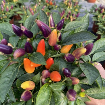 五彩椒苗(盆栽)，集药用食月观赏一体，品质保证