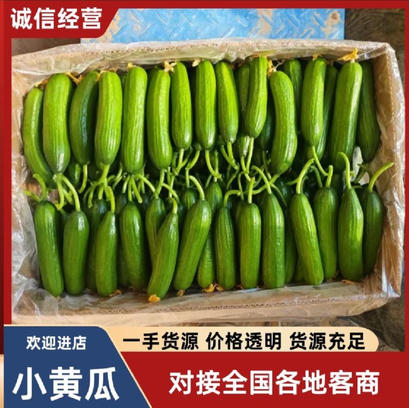 水果黄瓜小乳瓜小黄瓜可直接吃无农药的黄瓜陕西大荔乳瓜基地