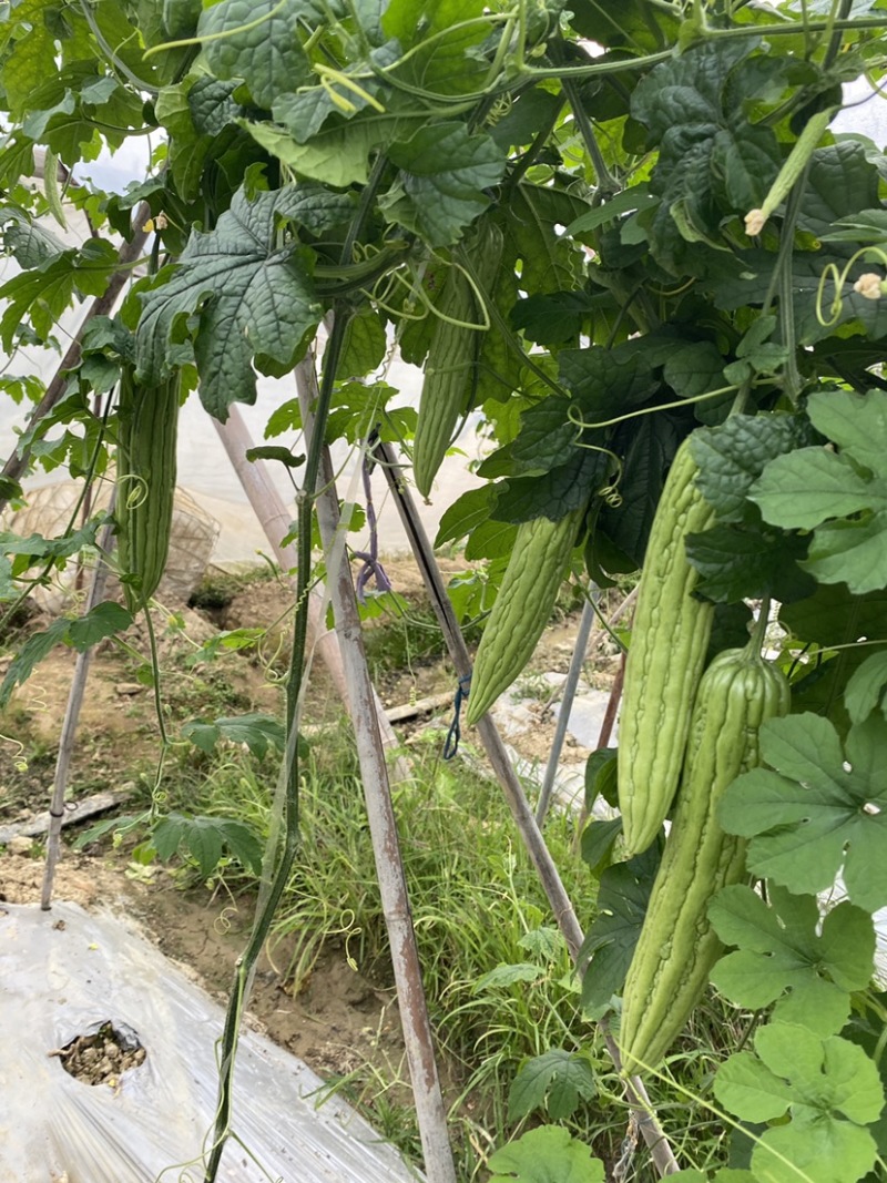 大棚露天早熟长条油瓜，瘤条顺直，节节是瓜