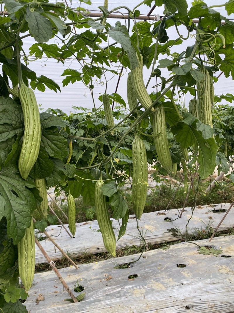 大棚露天早熟长条油瓜，瘤条顺直，节节是瓜