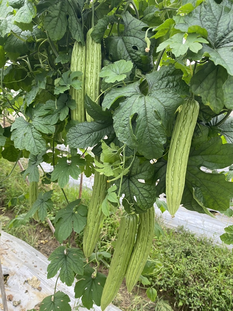 大棚露天早熟长条油瓜，瘤条顺直，节节是瓜