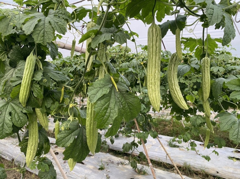 大棚露天早熟长条油瓜，瘤条顺直，节节是瓜