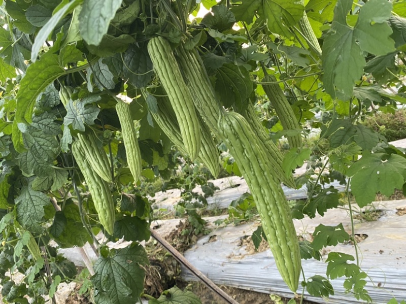 大棚露天早熟长条油瓜，瘤条顺直，节节是瓜