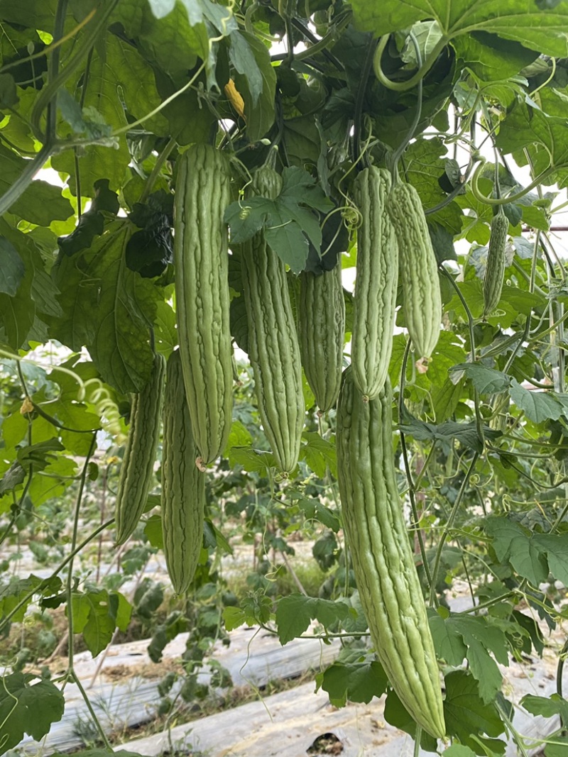 大棚露天早熟长条油瓜，瘤条顺直，节节是瓜