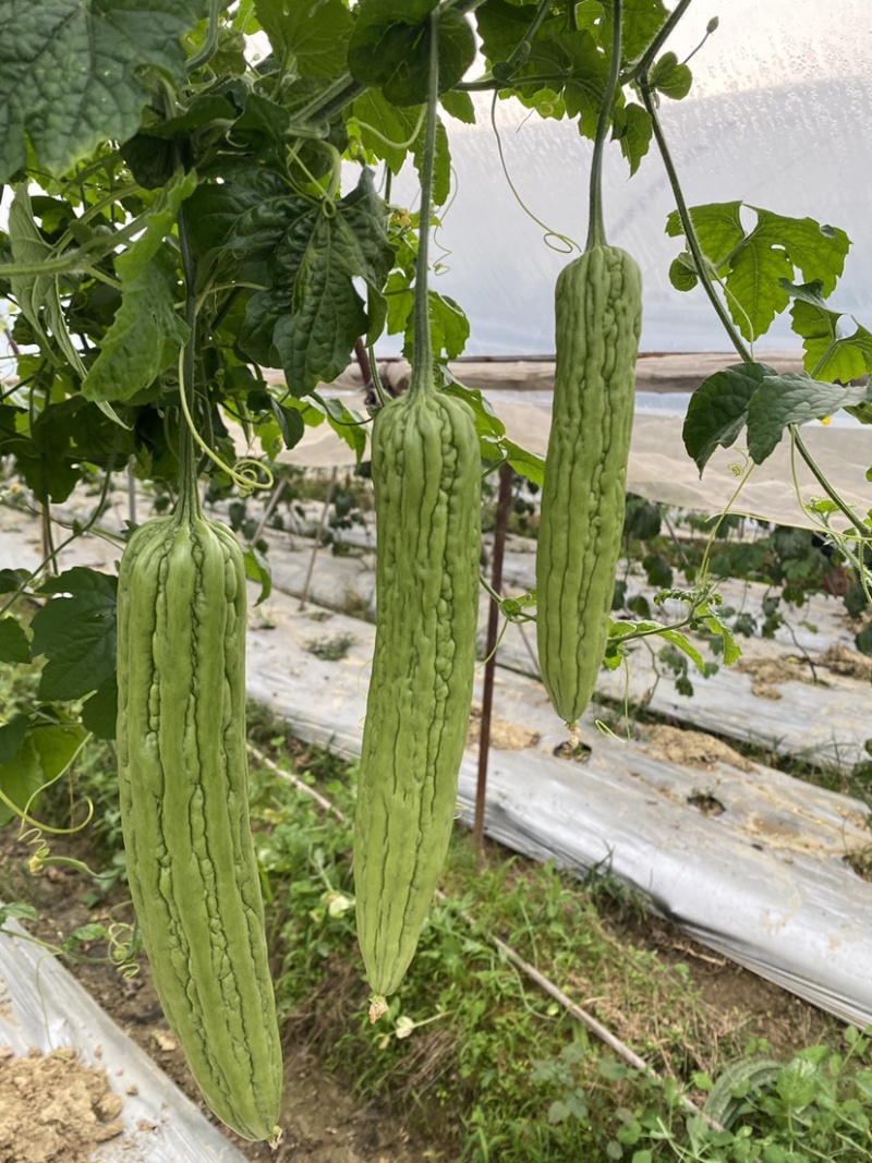 大棚露天早熟长条油瓜，瘤条顺直，节节是瓜