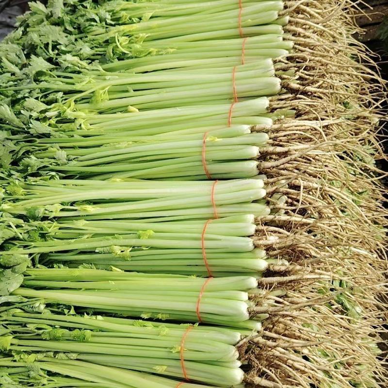 精品芹菜，保质保量需要联系