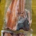 三文鱼鱼排鱼骨