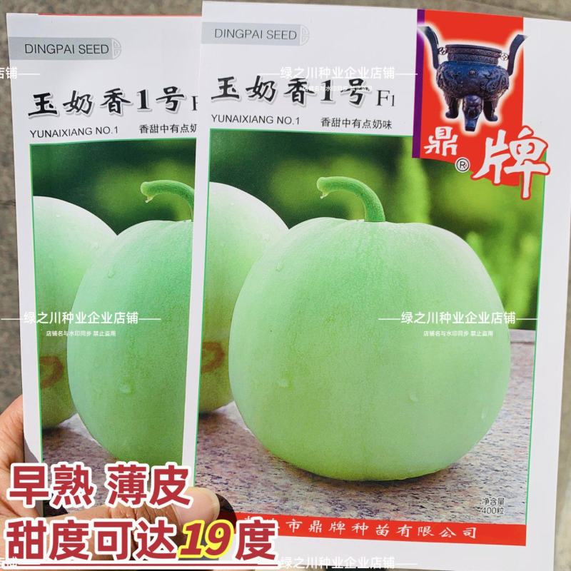 玉奶香1号甜瓜种子鼎牌甜瓜种子高产香味早熟薄皮绿皮特甜