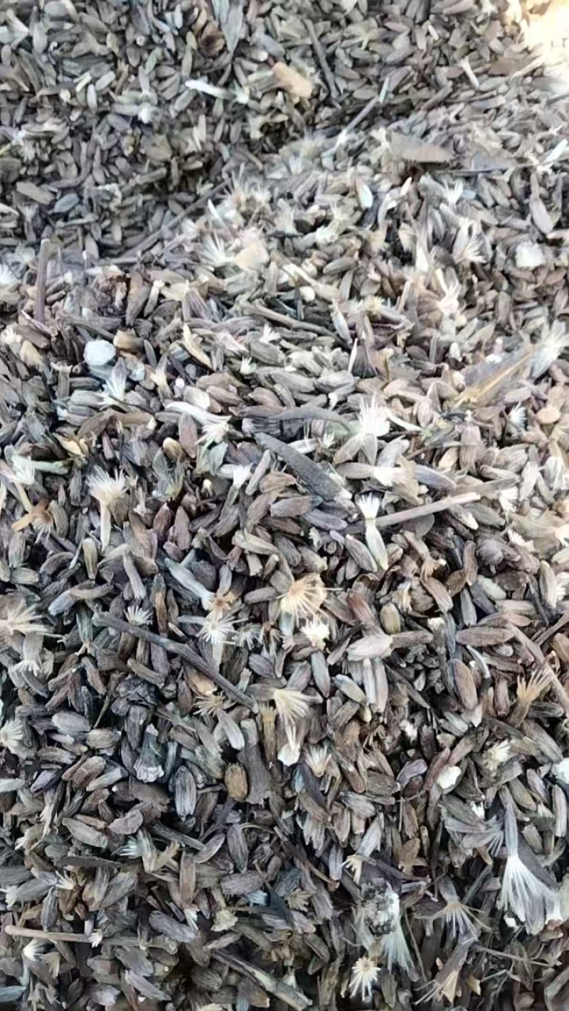 精品手选规格白术种苗白术芽子正宗包邮量大从优