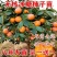 甜脆柿子树苗太秋柿子树苗嫁接无核脆甜柿子苗