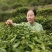 富硒茶绿茶紫阳茶园直供徐小凤富硒茶区手采干净