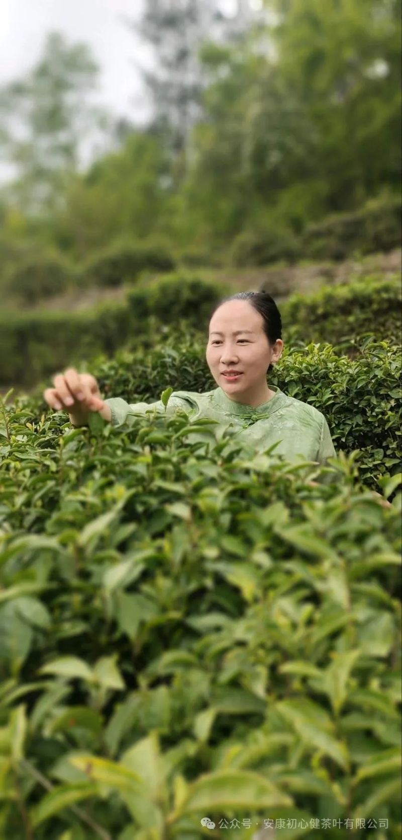 富硒茶绿茶紫阳茶园直供徐小凤富硒茶区手采干净