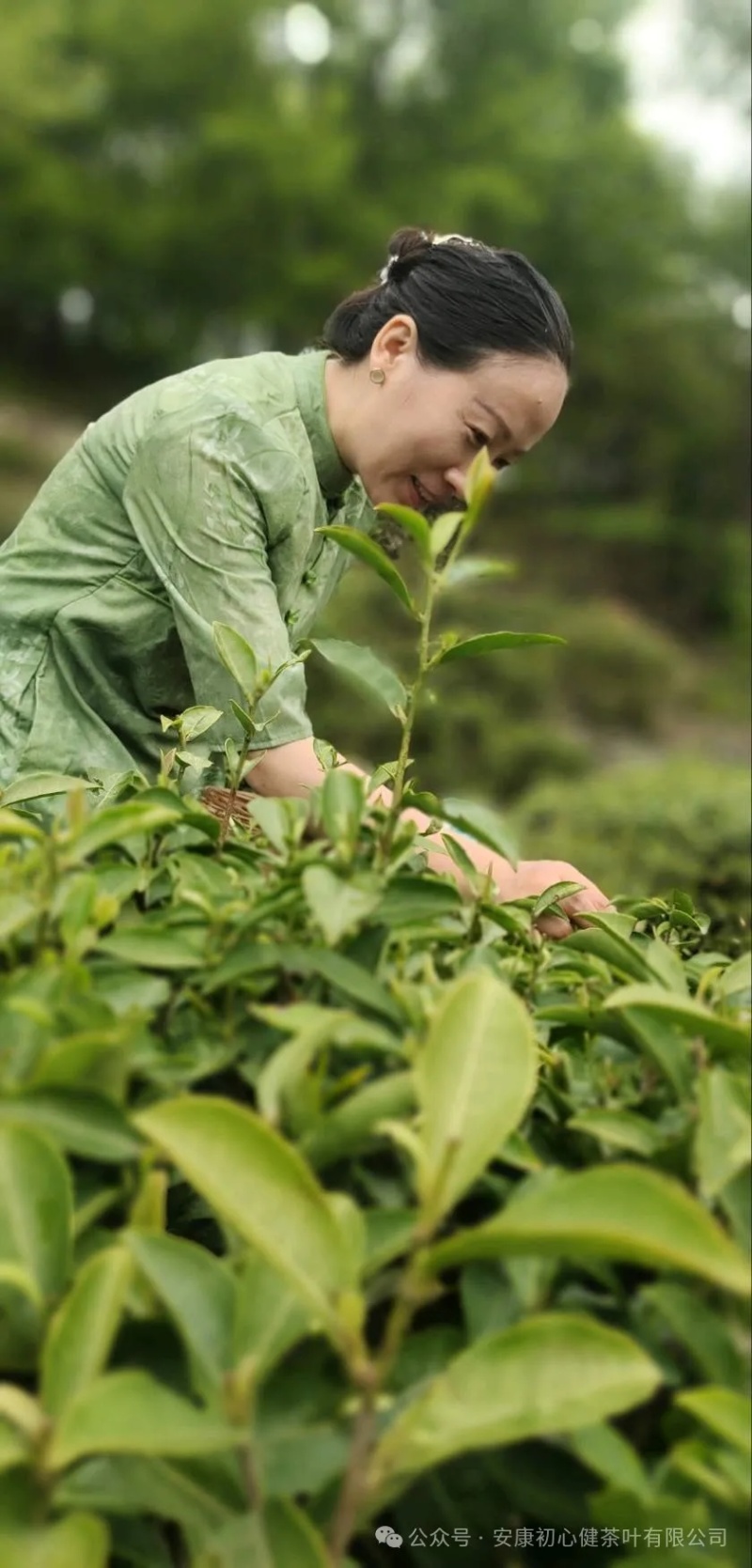 富硒茶绿茶紫阳茶园直供徐小凤富硒茶区手采干净