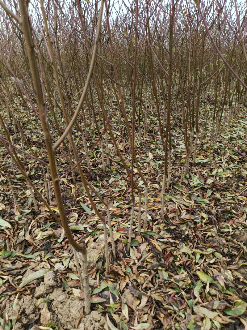 锦绣黄桃苗大果型芒果味高糖品种锦绣黄桃树苗批发基地