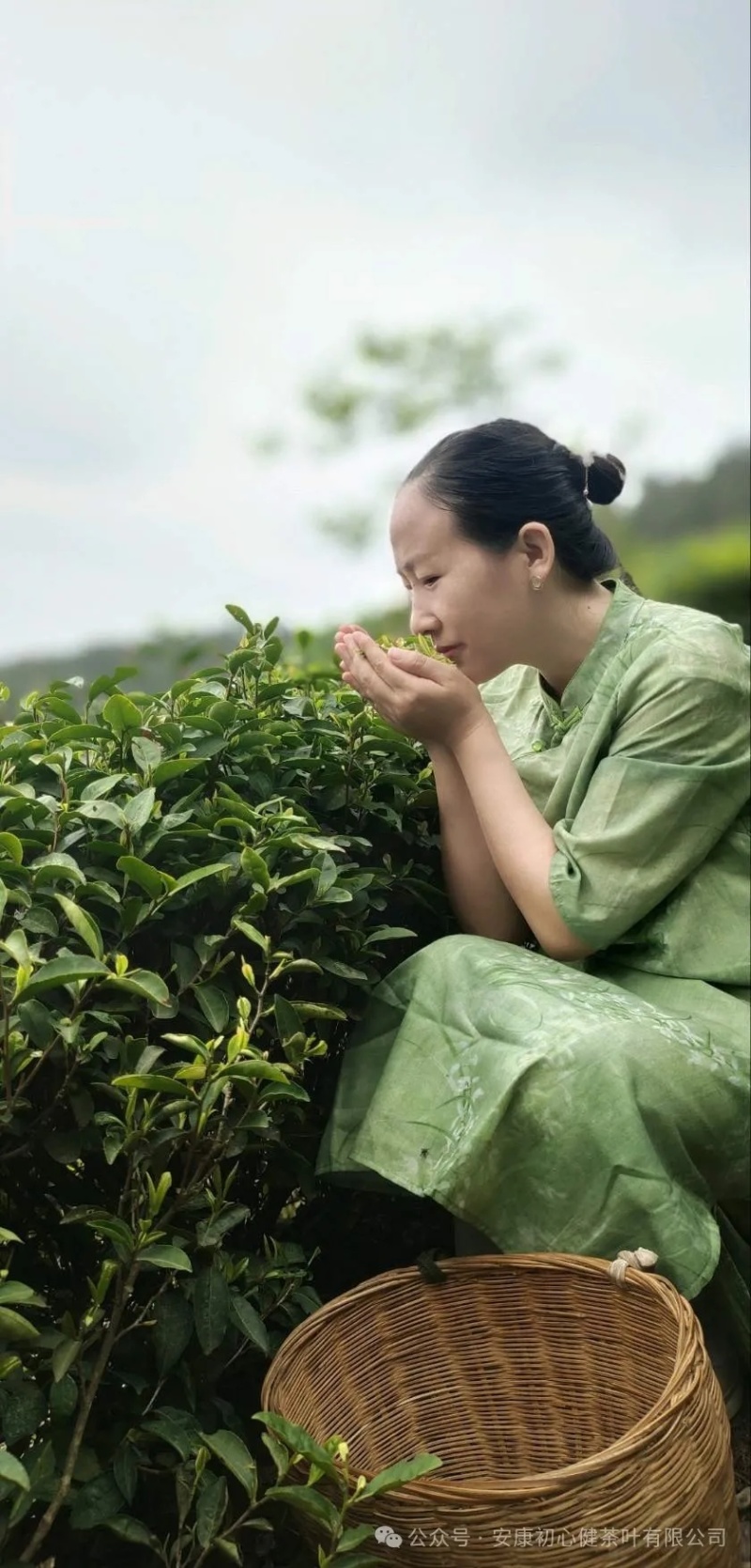 茶叶紫阳（徐小鳯的茶）初心不变，快乐传承，体验样品茶