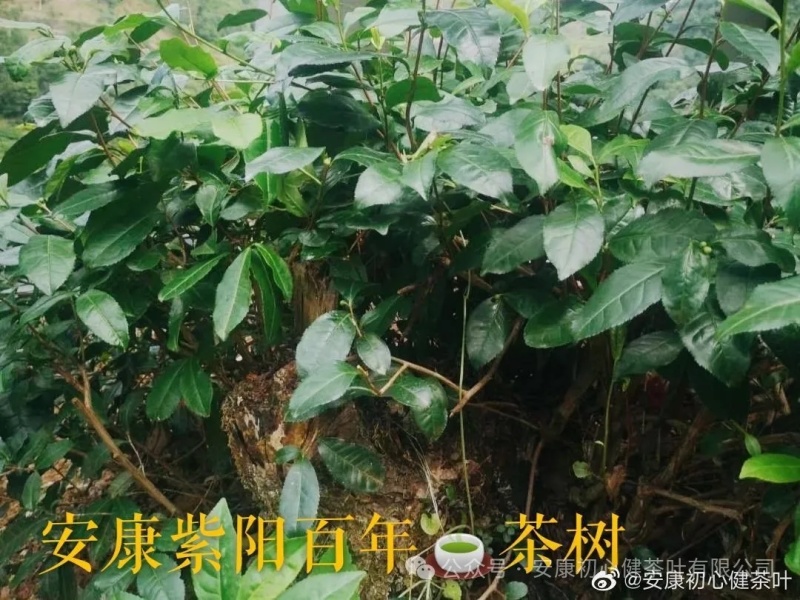 茶叶紫阳（徐小鳯的茶）初心不变，快乐传承，体验样品茶