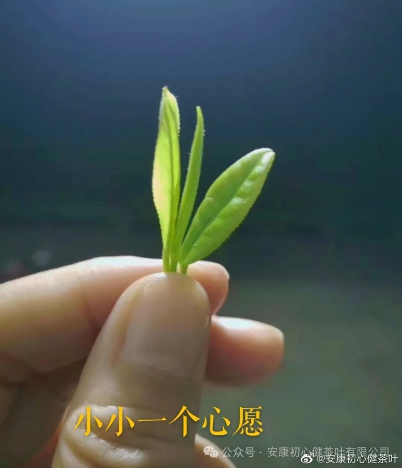 茶叶紫阳（徐小鳯的茶）初心不变，快乐传承，体验样品茶