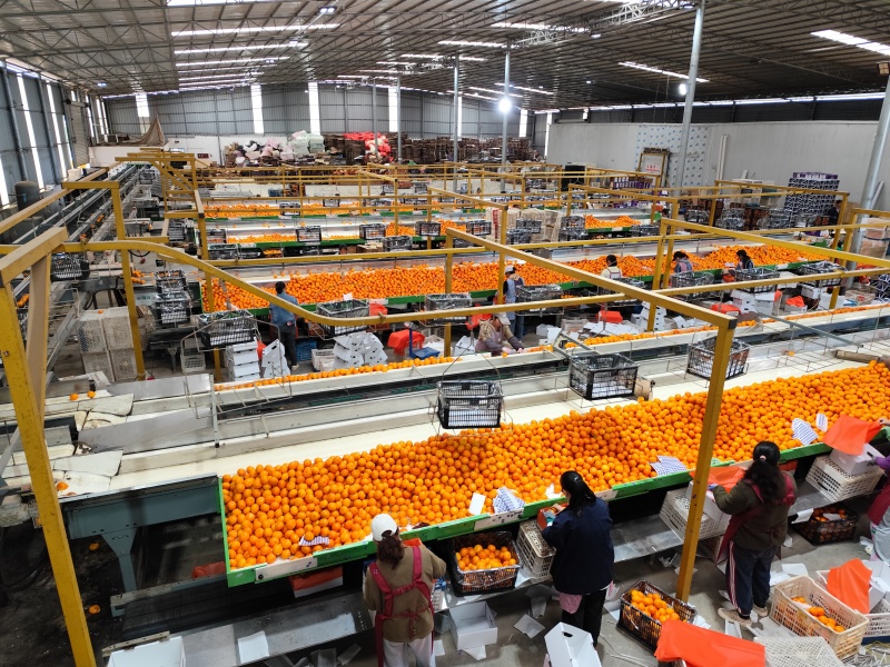 广西武鸣沃柑过年过节精品礼盒做货定制专属渠道沃柑规格礼盒