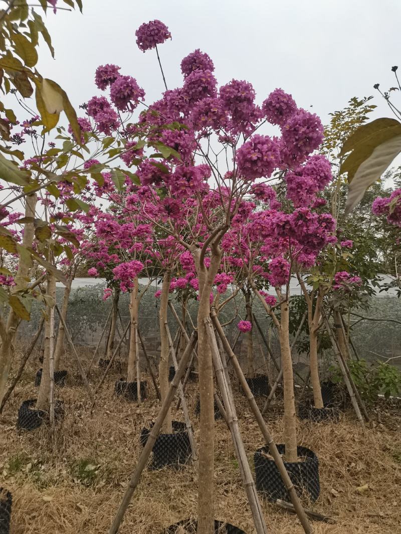 紫花风铃木