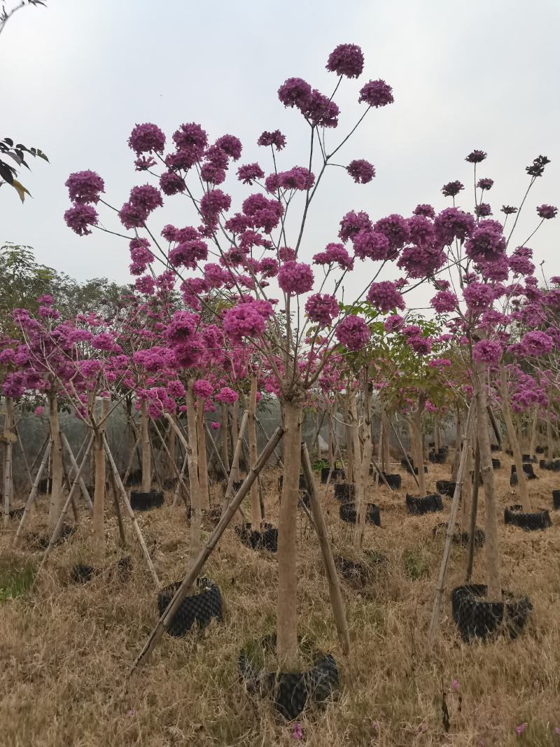 紫花风铃木