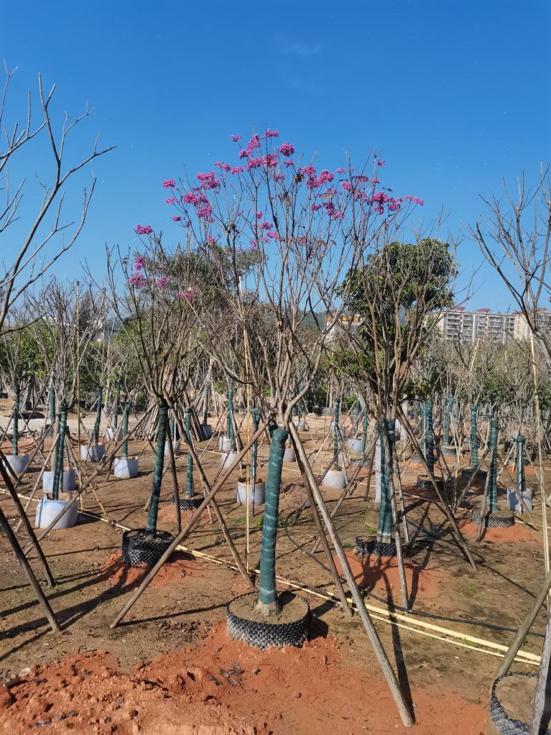 紫花风铃木