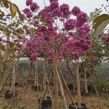紫花风铃木