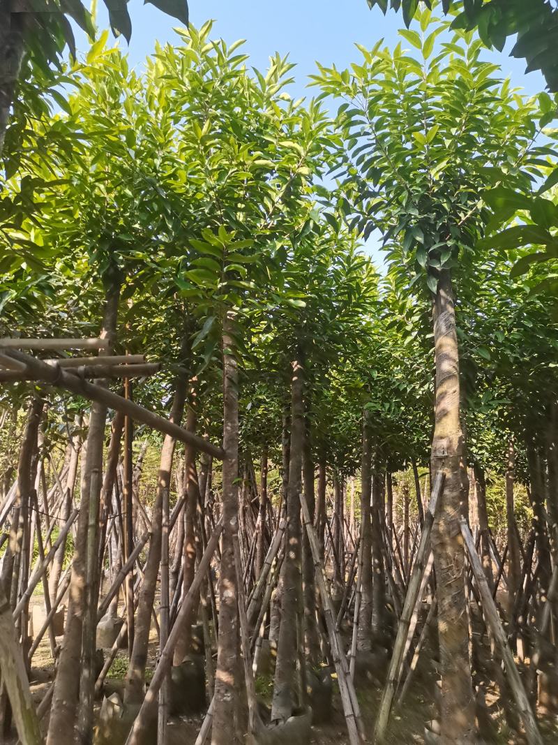 水翁