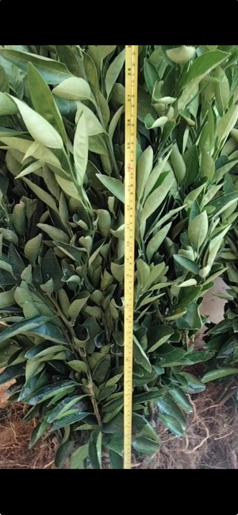 早熟柑大分4号苗桂林大分4号早柑苗