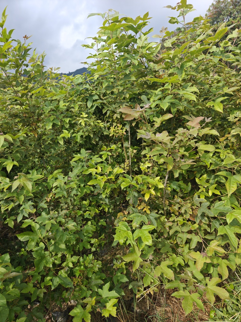 枫香苗现挖现发价格优惠成活率高支持视频看货来电洽谈
