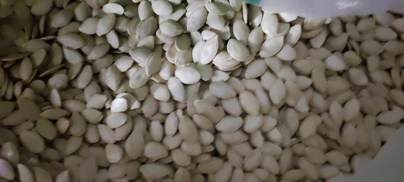 中片样品一斤包邮