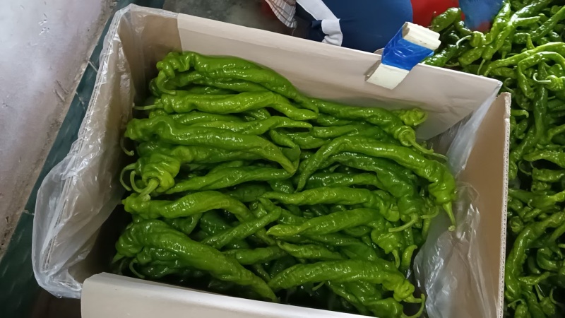 海南精品拢椒热销品种质量好货源充足对接商超市场诚信经营