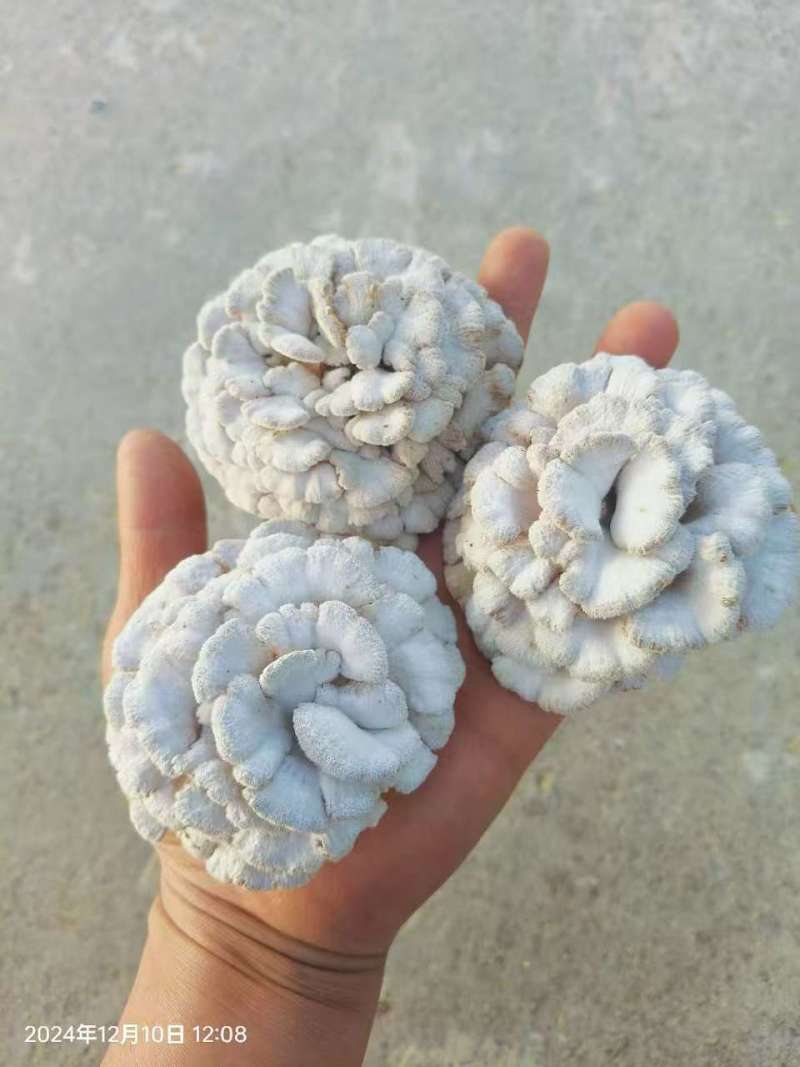 云南基地直供白参菌，片参朵参大量现货供应