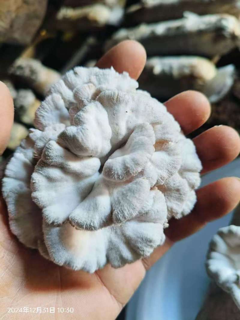 云南基地直供白参菌，片参朵参大量现货供应
