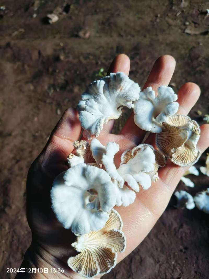 云南基地直供白参菌，片参朵参大量现货供应