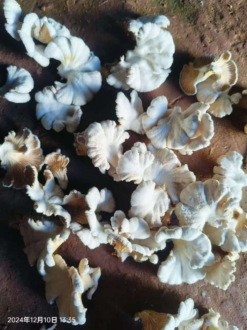 云南基地直供白参菌，片参朵参大量现货供应