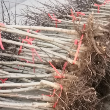 0.5公分至15公分大金星山楂苗价格甜红子黄山楂树苗