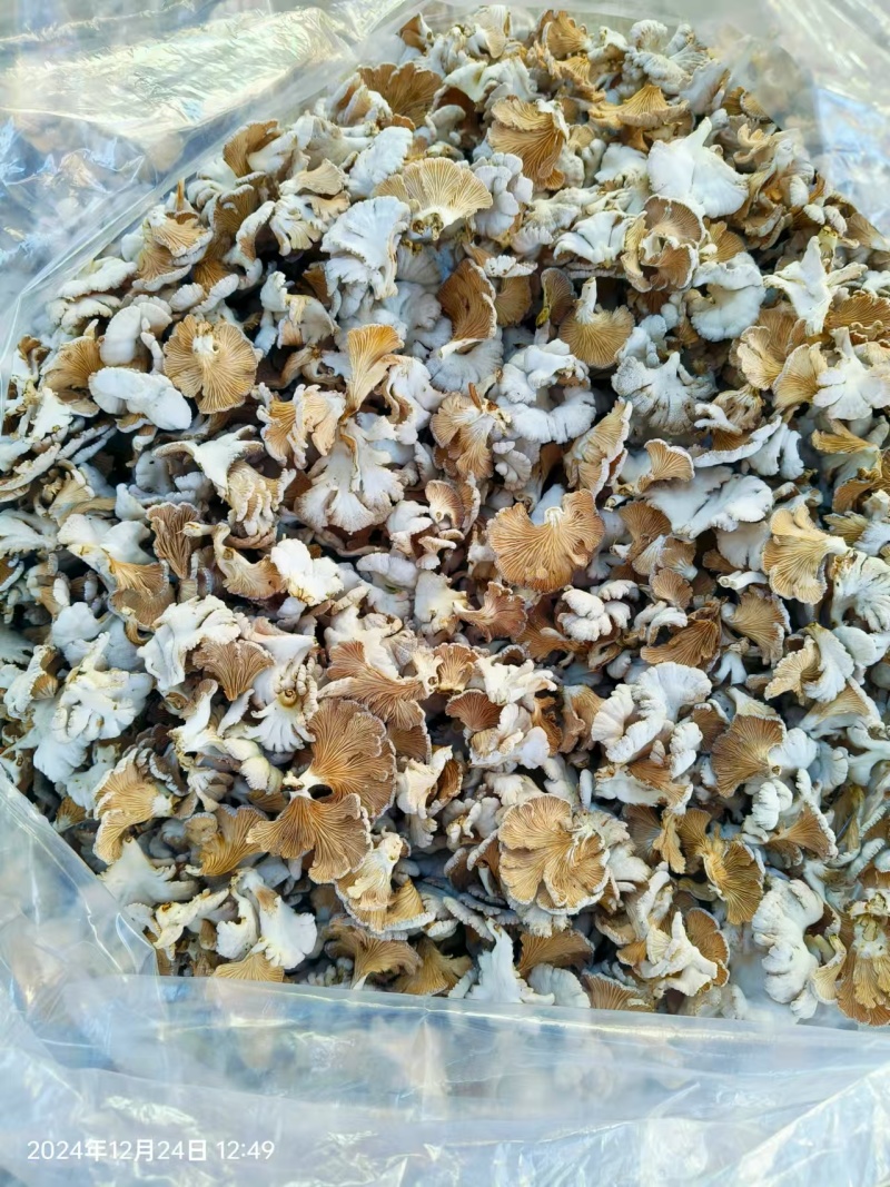 云南基地直供白参菌，片参朵参大量现货供应