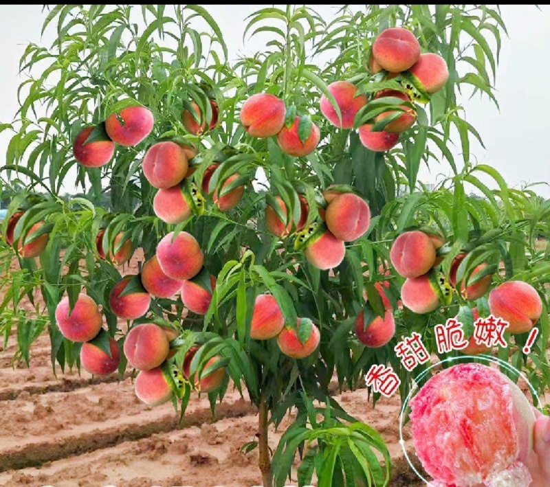 桃树苗突围秋彤黄金蜜蟠桃中桃油蟠锦绣黄桃苗
