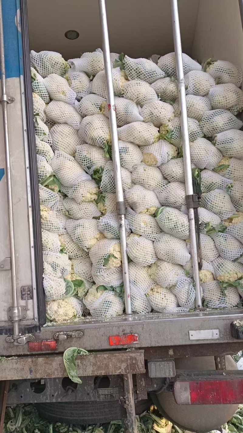 精品花菜松花菜大量有货价格美丽基地直发欢迎来电