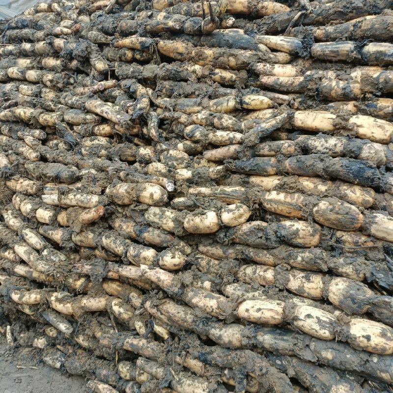 莲藕泥莲菜产地直发量大质优欢迎下单
