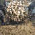 莲藕泥莲菜产地直发量大质优欢迎下单