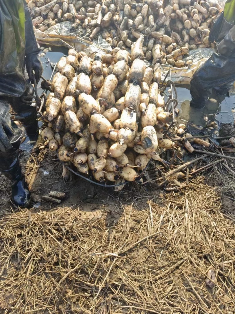 莲藕泥莲菜产地直发量大质优欢迎下单
