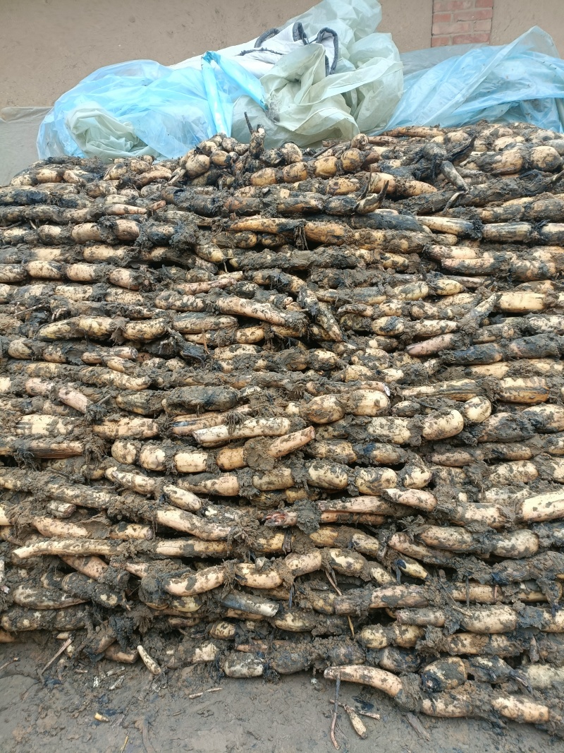 莲藕泥莲菜产地直发量大质优欢迎下单