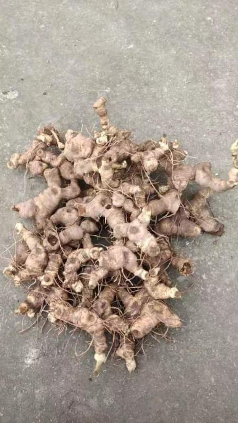 姜形鲜黄精