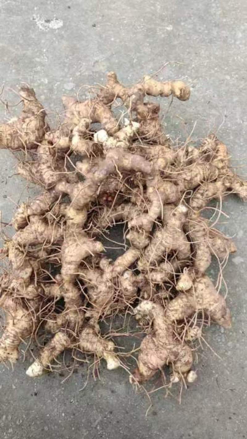 姜形鲜黄精