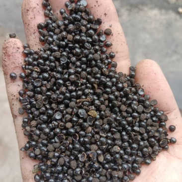 重庆青花椒产地直销一手货源