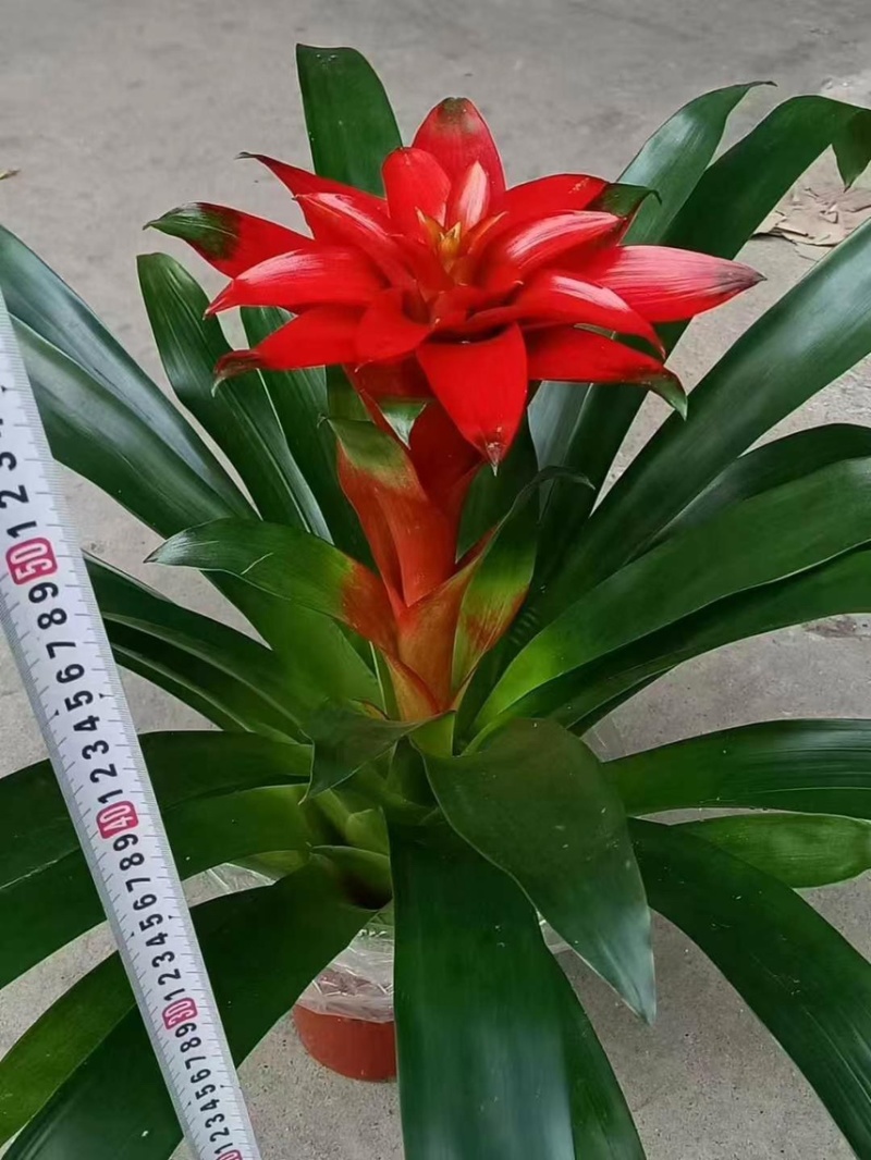 基地清货平头红