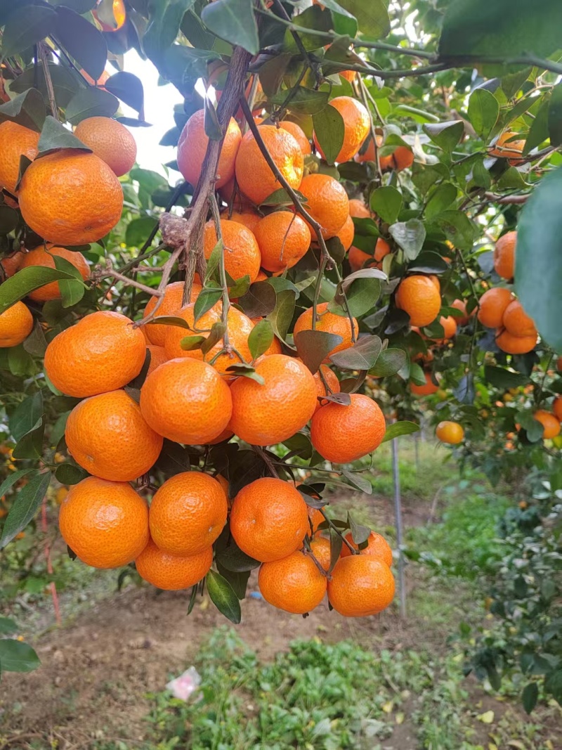 广西沙糖桔