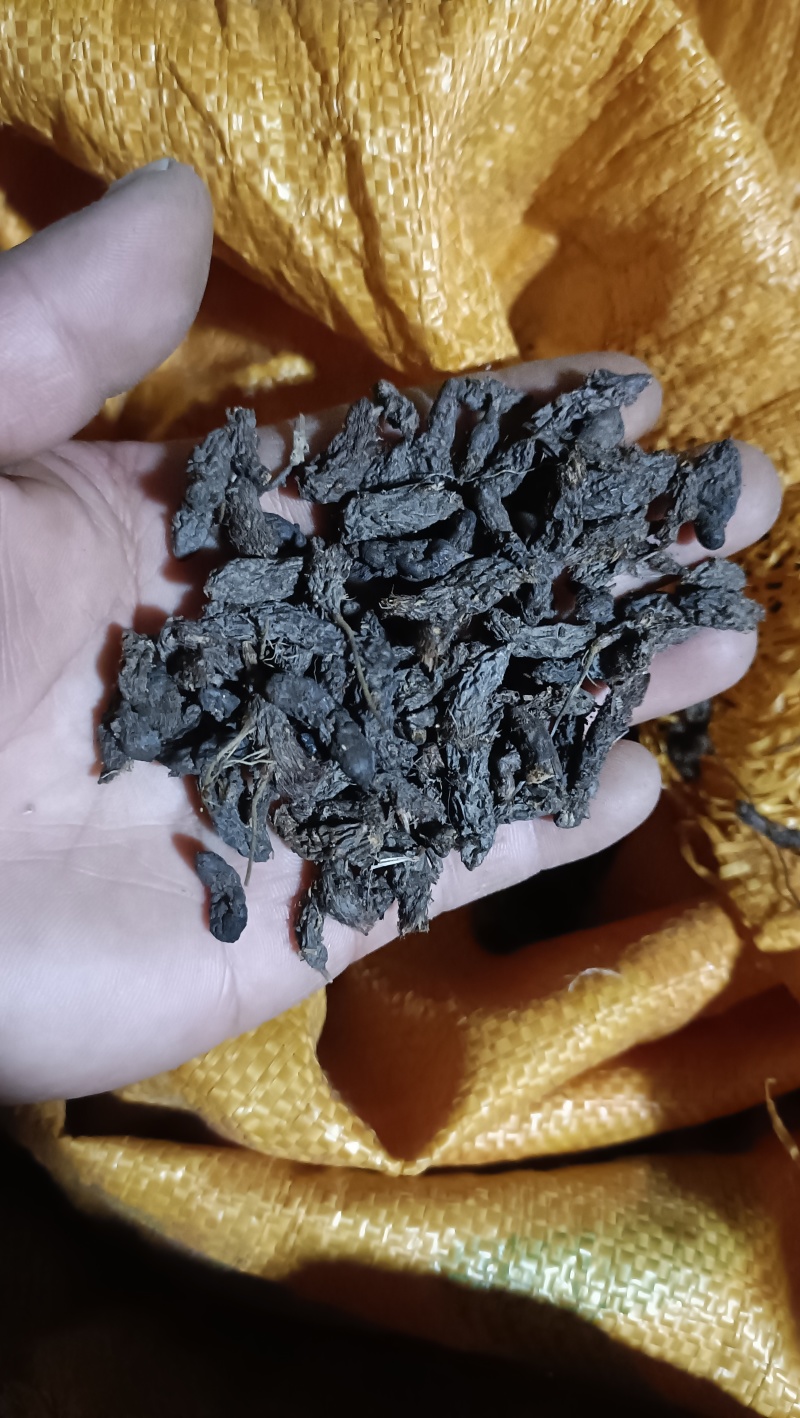 香附子