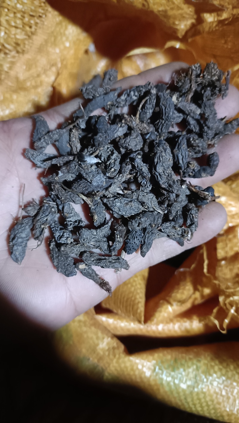 香附子